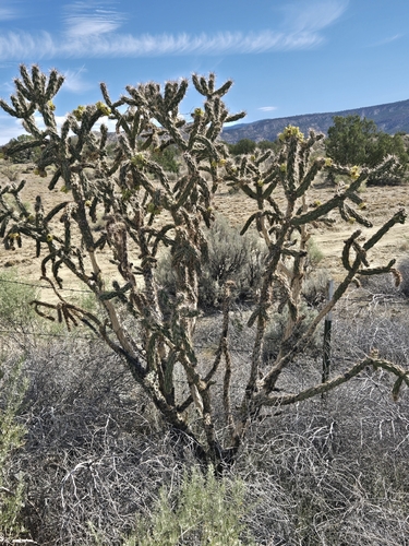 tree cholla