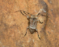 Leptostylus