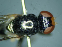 Prochyliza varipes