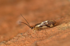 Climacia