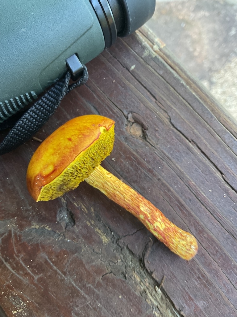 shaggy-stalked bolete · August 2026 · photo: Photo: no rights reserved · iNaturalist