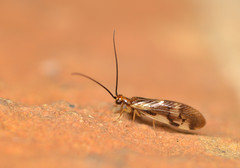 Climacia