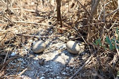 Chordeiles acutipennis