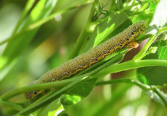 Lycia florentina