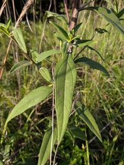 (c) Devin Floyd, some rights reserved (CC BY) Helianthus schweinitzii, photograph (c) Devin Floyd, some rights reserved (CC BY)