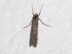 Nomophila noctuella