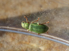 Pachyrhinus lethierryi