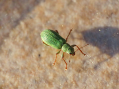 Pachyrhinus lethierryi