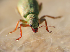 Pachyrhinus lethierryi
