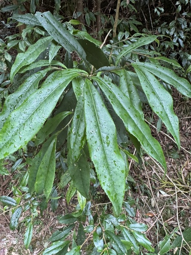 Symplocos wikstroemiifolia observed 2026-08-16