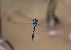 Rhionaeschna psilus