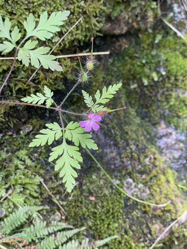 Herb Robert