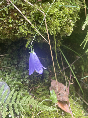Common Harebell