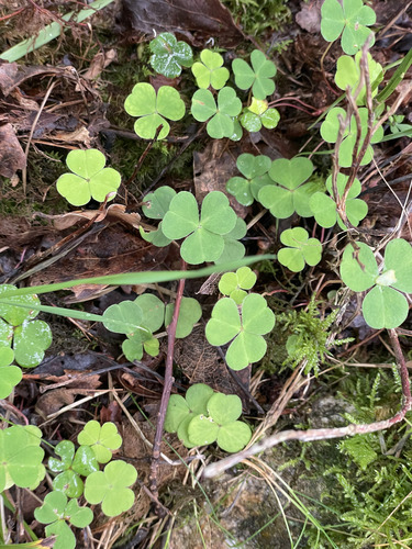 European wood-sorrel