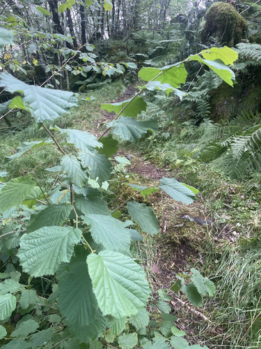 common hazel