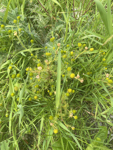 pineapple-weed
