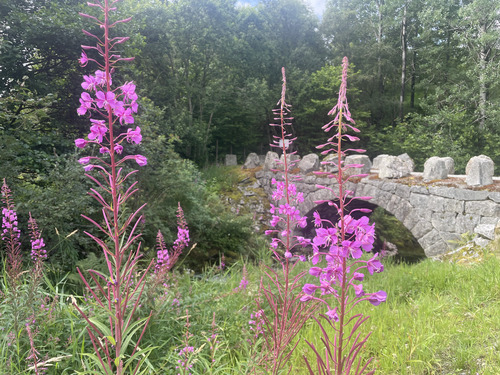 fireweed