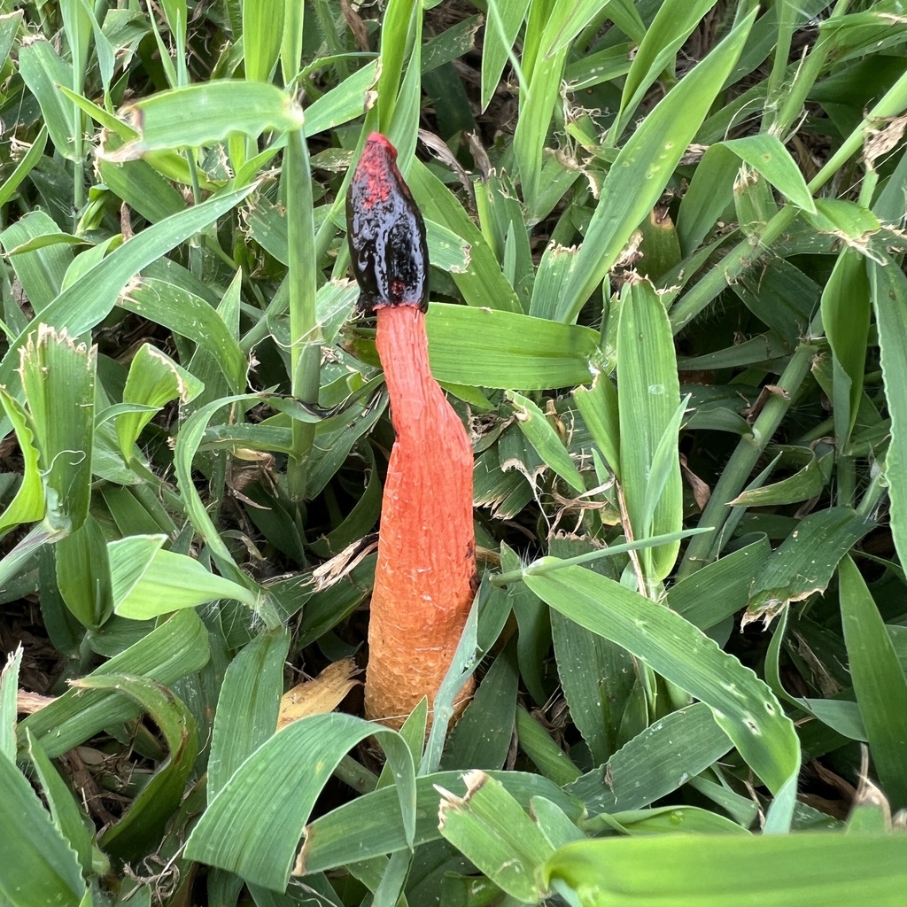 devil's dipstick · August 2026 · photo: Photo: (c) Anne Parker, some rights reserved (CC BY) · iNaturalist