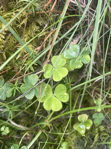 European wood-sorrel