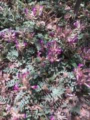 Astragalus tephrodes