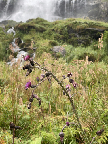 Marsh Thistle