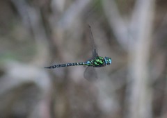 Rhionaeschna psilus