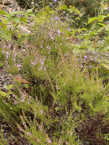 common heather