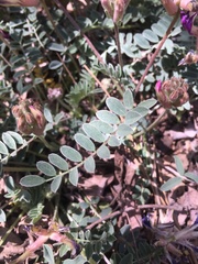 Astragalus tephrodes