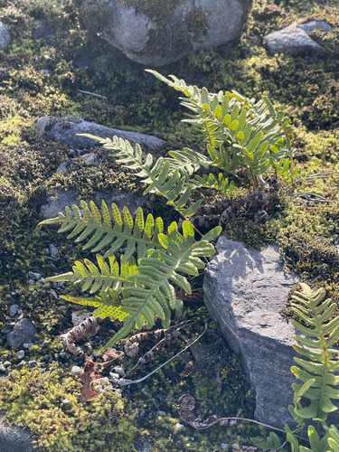 common polypody