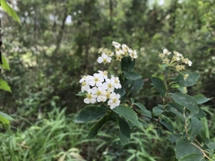 Spiraea × vanhouttei