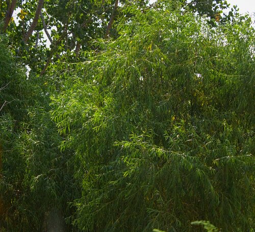black willow
