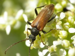 Cortodera