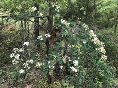 Spiraea × vanhouttei