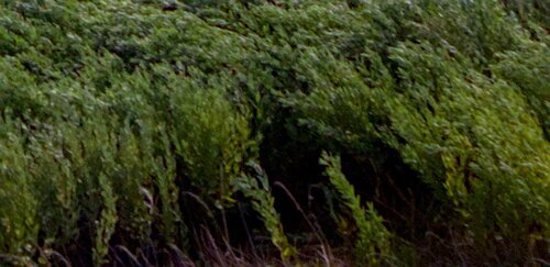 Chinese bushclover