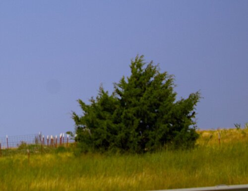 eastern redcedar