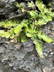 Asplenium marinum, photograph (c) Scott Shanks, some rights reserved (CC BY)