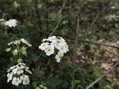 Spiraea × vanhouttei