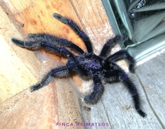 Avicularia purpurea