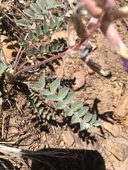Astragalus tephrodes