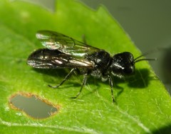 Pemphredonina