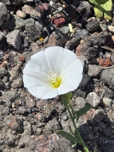 field bindweed