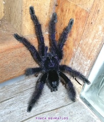 Avicularia purpurea