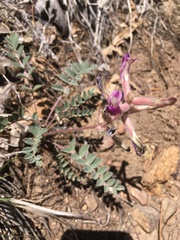 Astragalus tephrodes