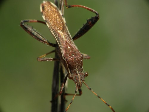 Broad-headed bug