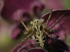 Oxyopes heterophthalmus
