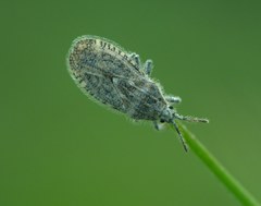 Tingis pilosa