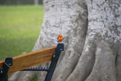 Pyrocephalus rubinus