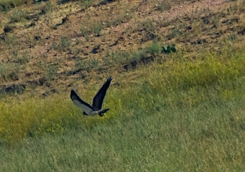 Swainson's Hawk