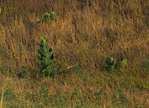 broadleaf milkweed