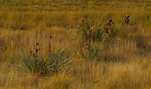 Great Plains yucca